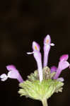 Henbit